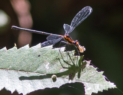 Austroargiolestes amabilis